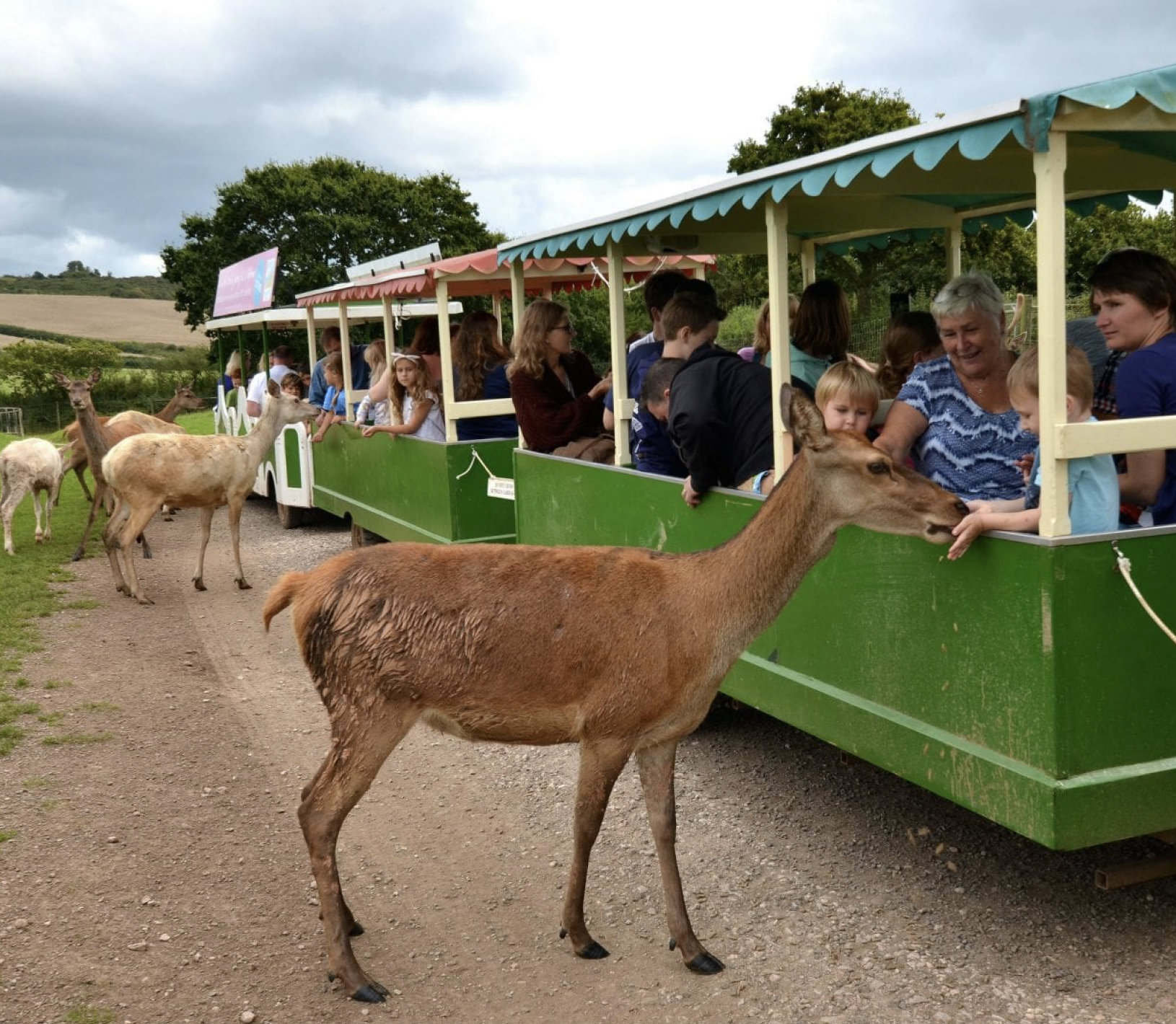 Deer greeting people