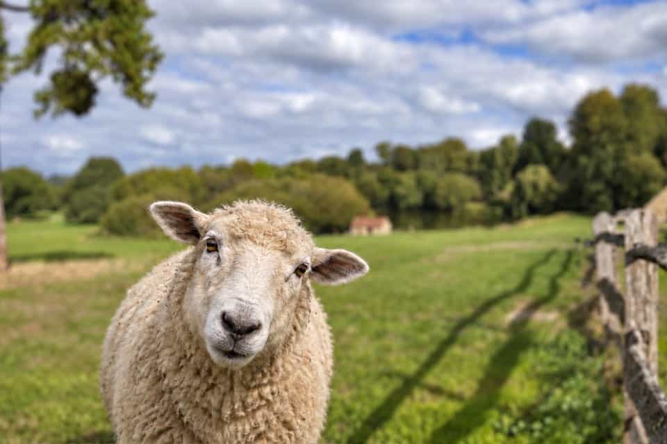 A sheep looks sheepishly at the camera at morphsites digital agency HQ in Somerset